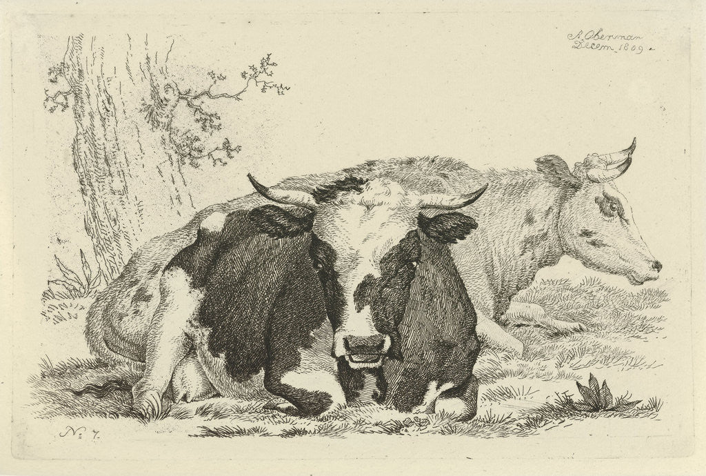 Detail of Two cows lying in front of a tree by Anthony Oberman
