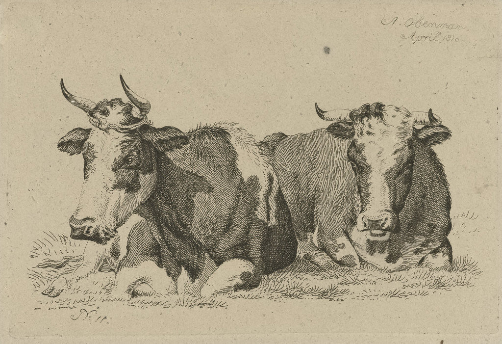 Detail of Two reclining cows by Anthony Oberman
