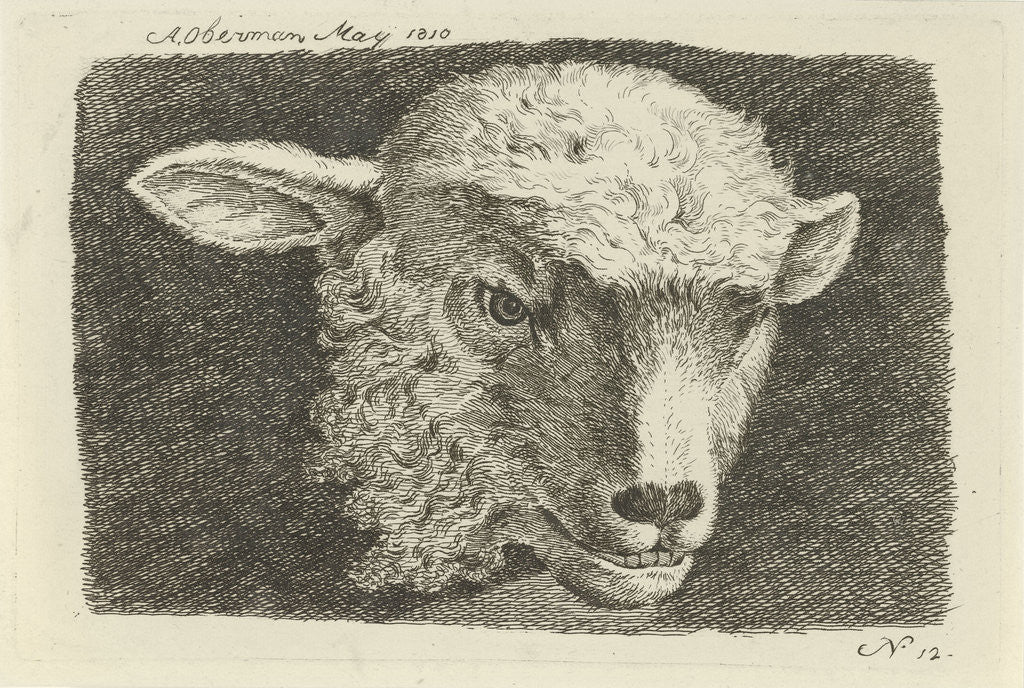 Detail of Head of a lamb by Anthony Oberman