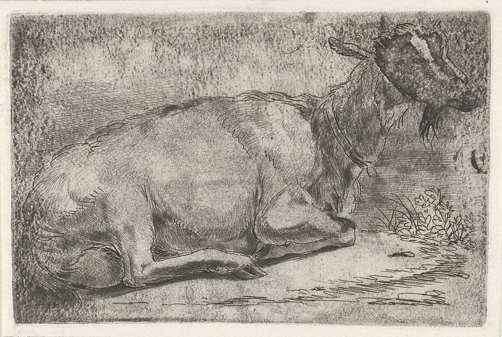 Detail of lying goat by Jabes Heenck