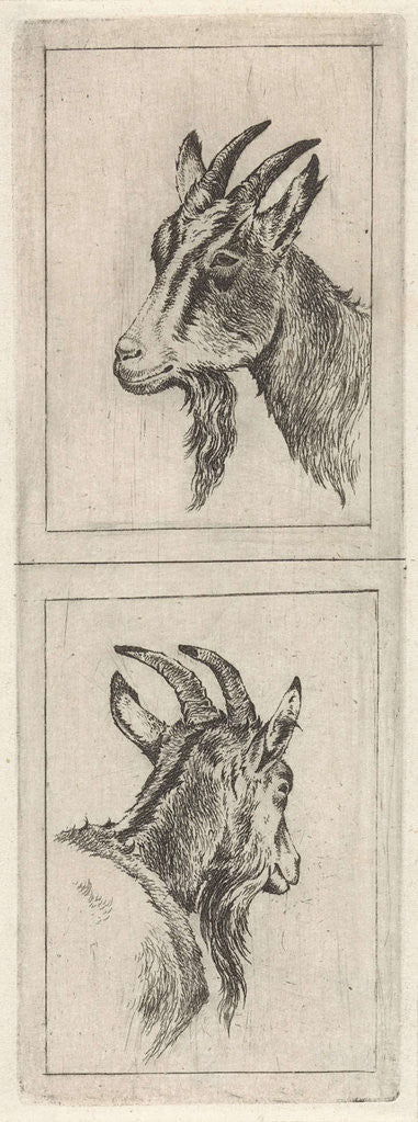 Detail of Goats head by Pieter Janson