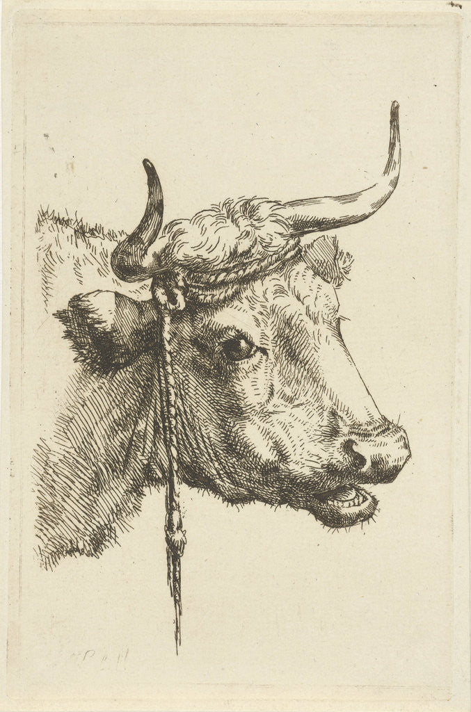 Detail of Head of a cow by Jan Kobell III
