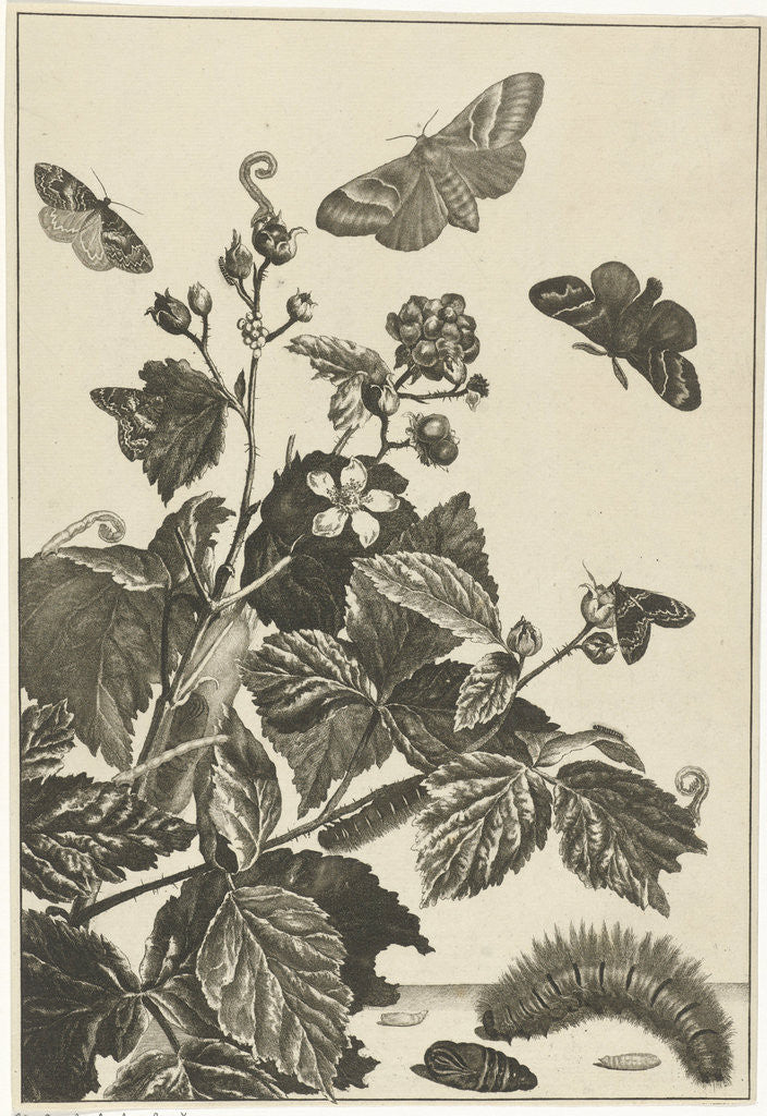Detail of Wild rose with caterpillars and butterflies by Johannes Sluyter