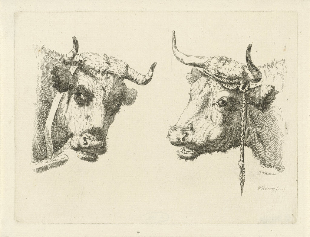 Detail of Two cows heads by Pieter Roosing