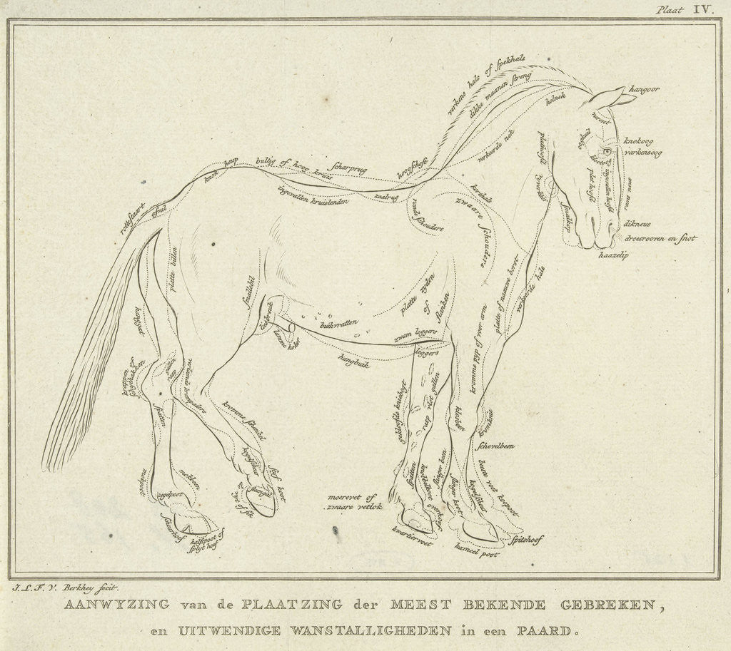 Detail of Anatomy of horse with possible defects in physique by Johannes le Francq van Berkhey