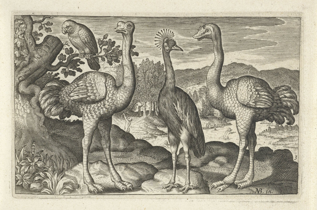 Detail of Crowned Crane between two ostriches by Claes Jansz. Visscher II
