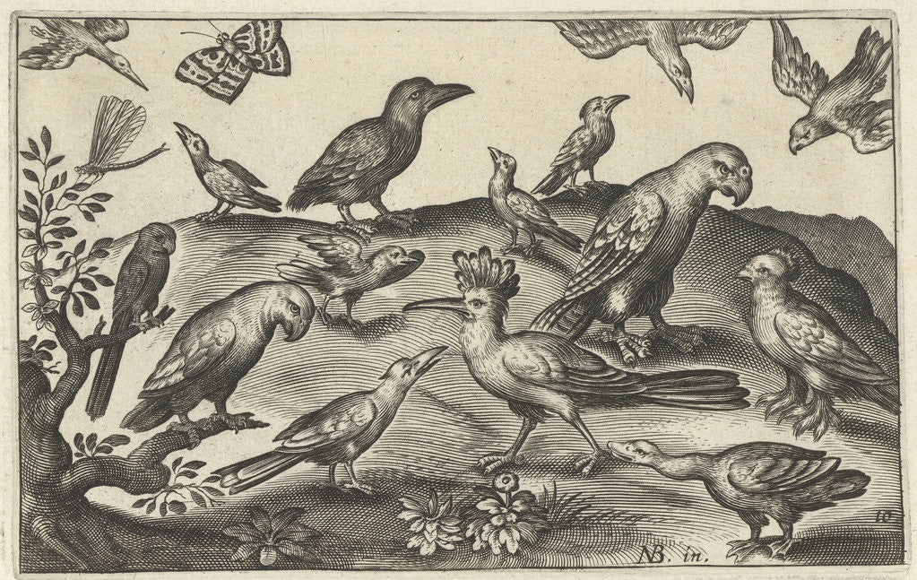Detail of Hop and other birds by Claes Jansz. Visscher II