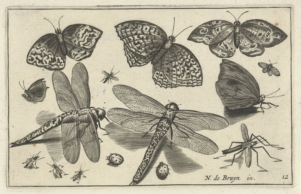 Detail of Butterflies and dragonflies by Claes Jansz. Visscher II