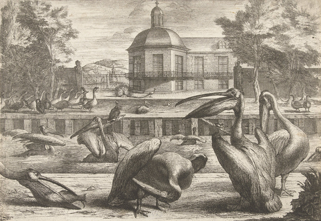 Detail of Pelicans by Lodewijk XIV