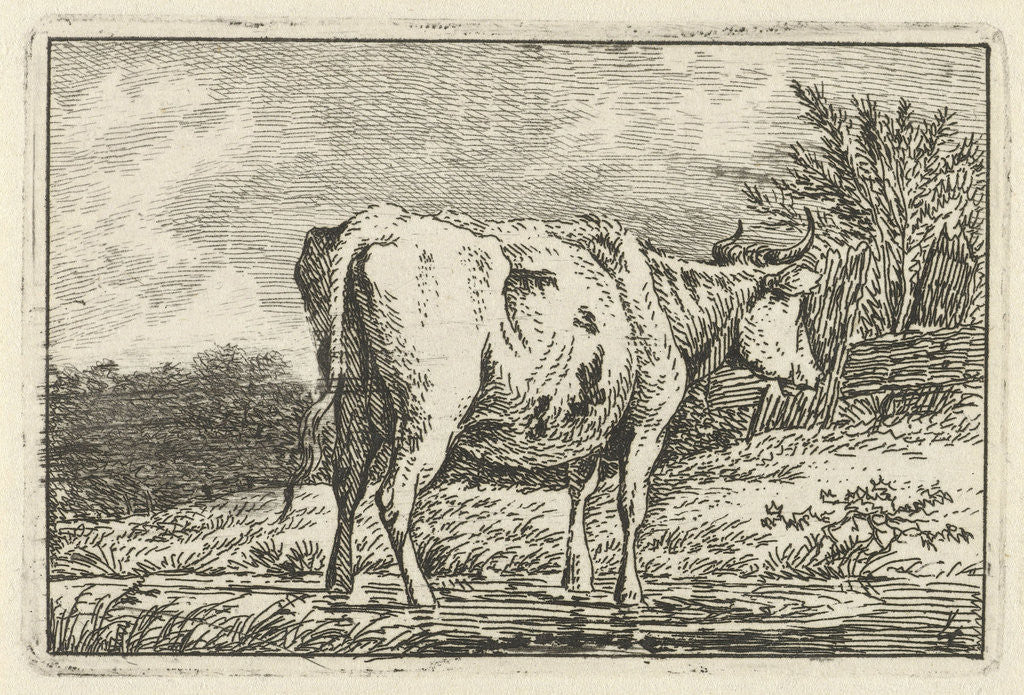 Detail of Cow standing in a puddle by Anthony Oberman