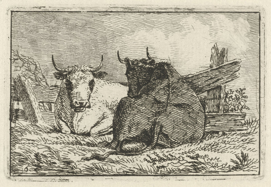Dark and white cow lying by Anthony Oberman
