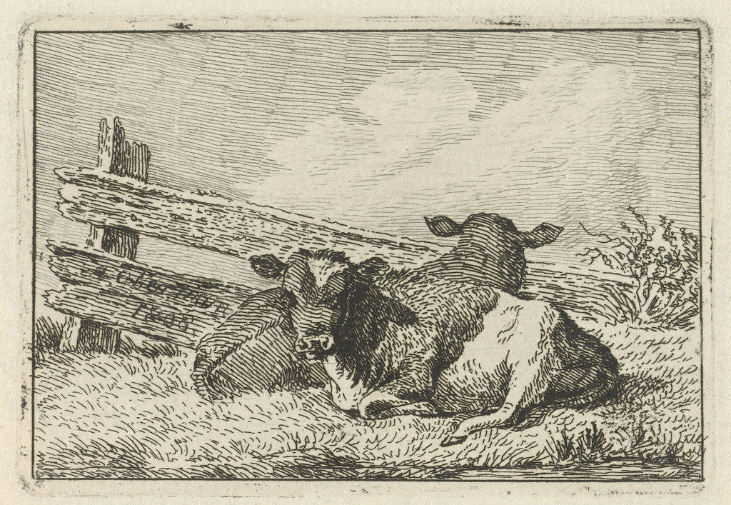 Detail of Two calves lying by a fence by Anthony Oberman