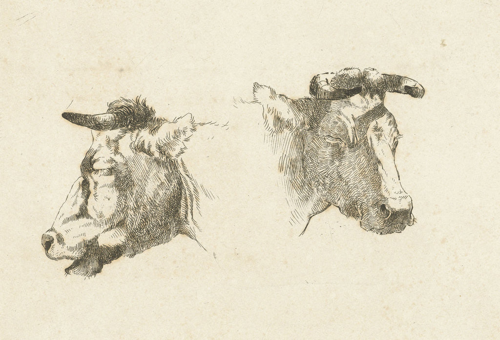 Detail of Two heads of cattle by Gerard Bilders