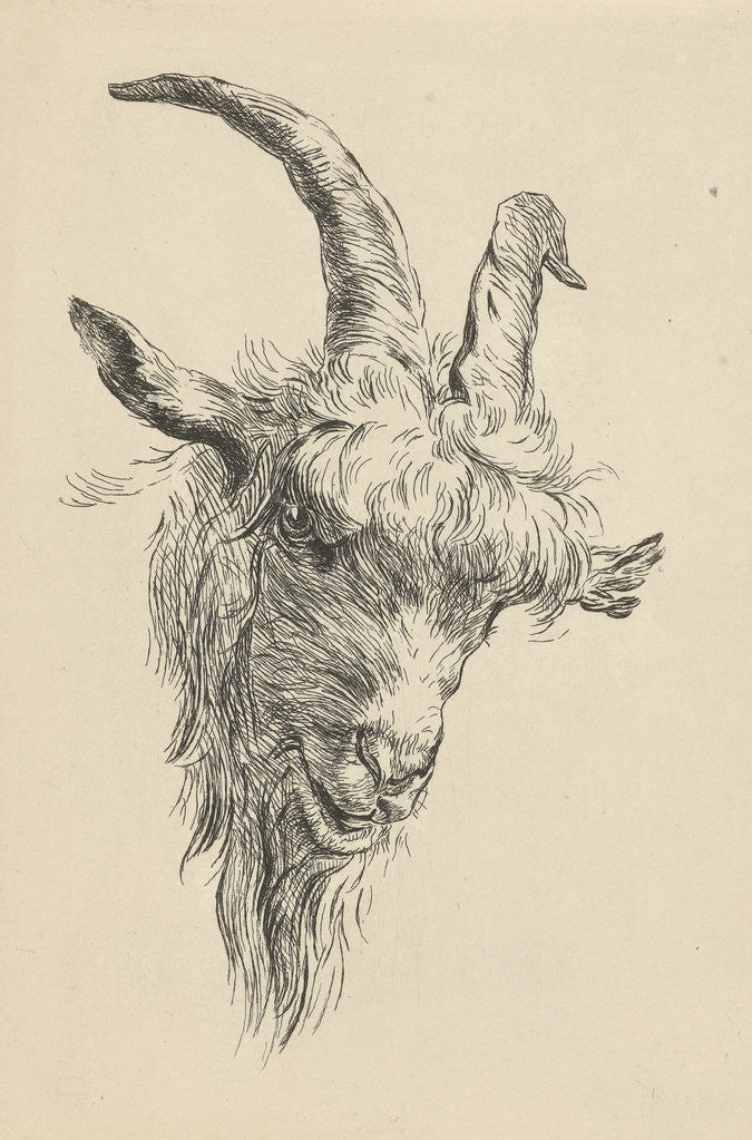 Detail of Head of a goat by Jan Kobell