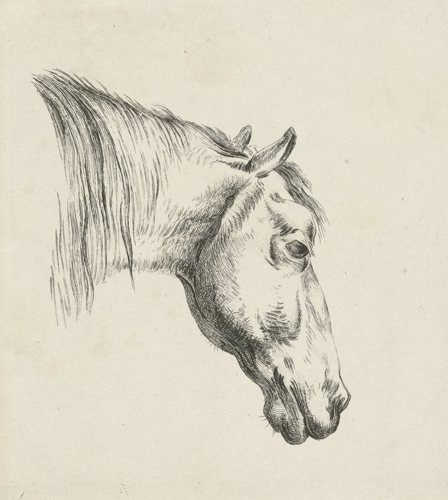 Detail of Head of a horse by Jan Kobell