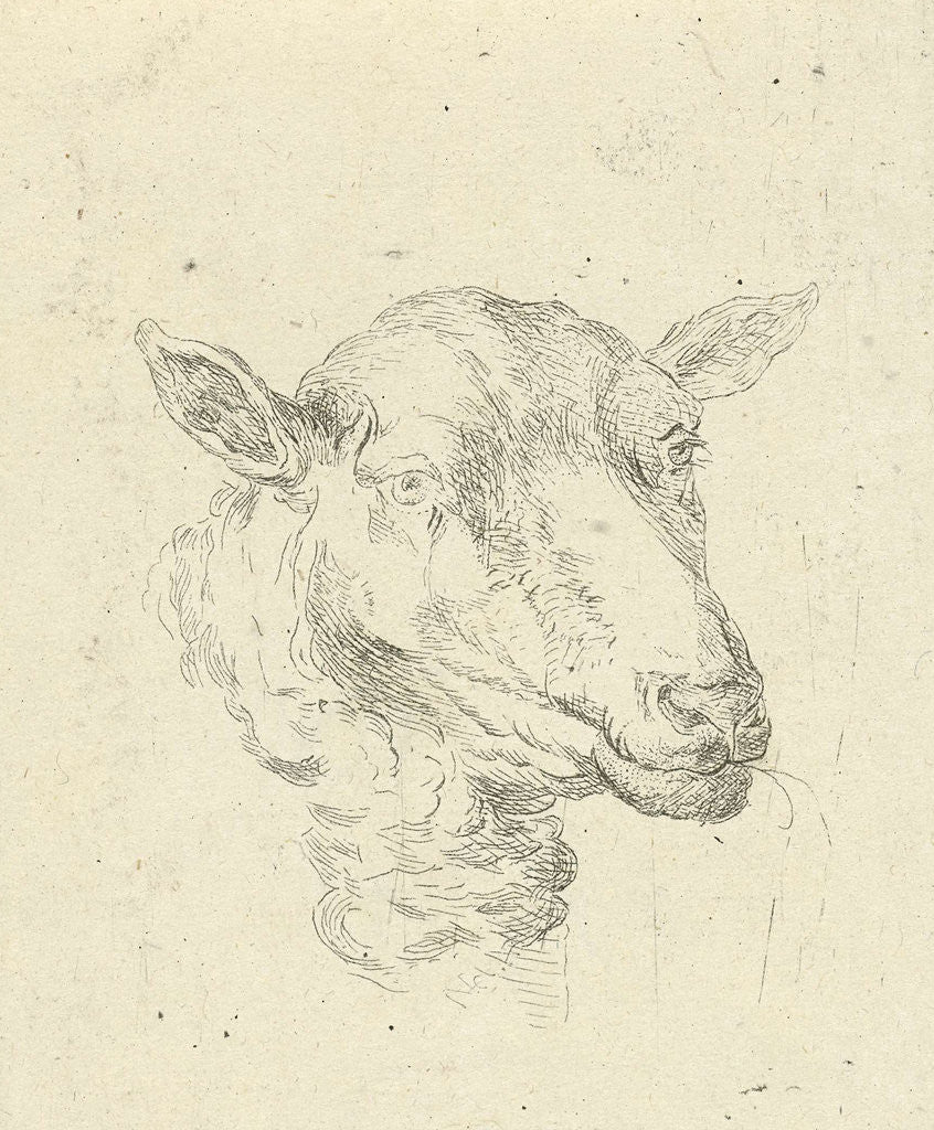 Detail of Head of a sheep by baron Reinierus Albertus Ludovicus van Isendoorn à Blois