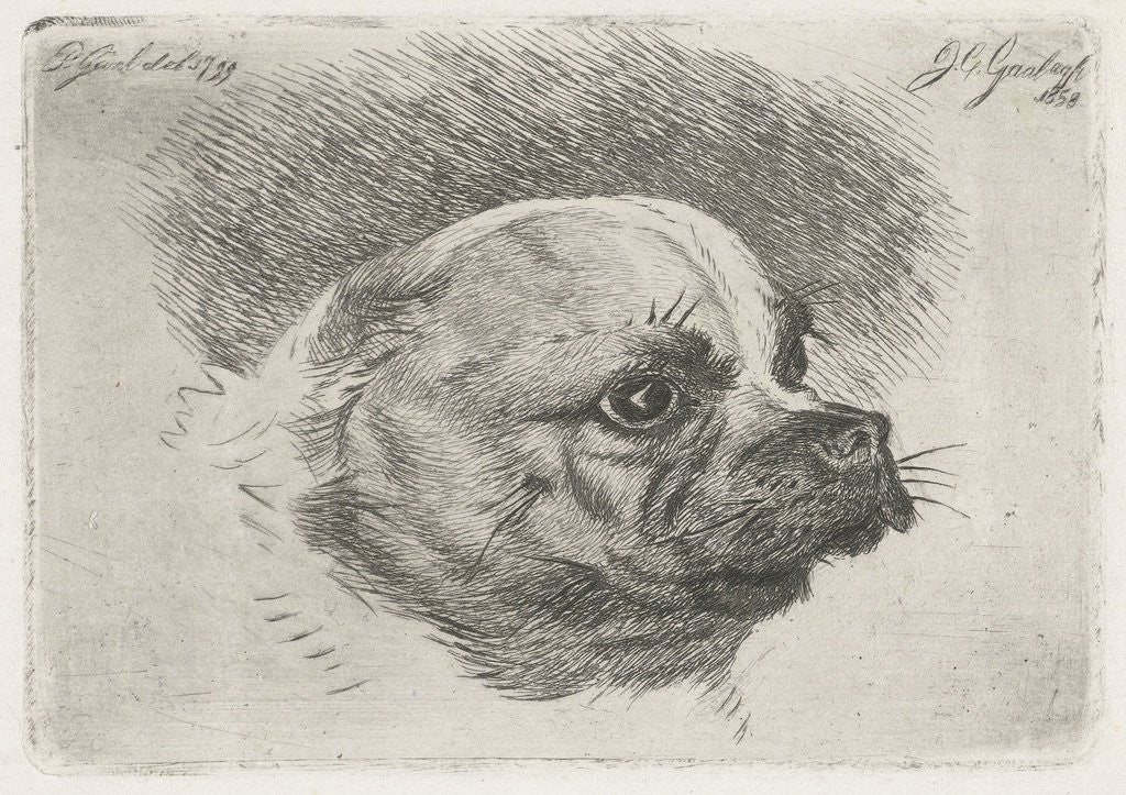 Detail of Head of a pug by Pieter Gaal