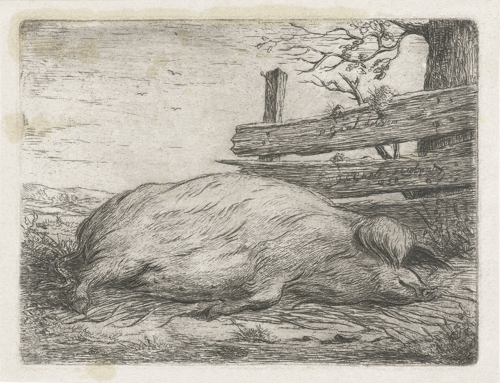 Detail of Lying boar by Jacobus Cornelis Gaal