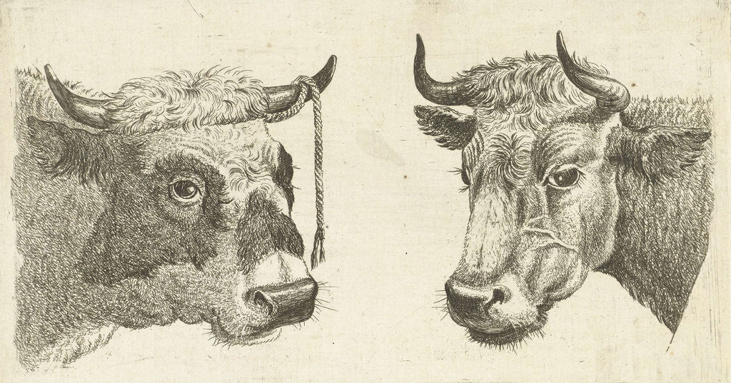 Detail of Head of a bull with rope to horns and head of cow by Cornelis Bisschop
