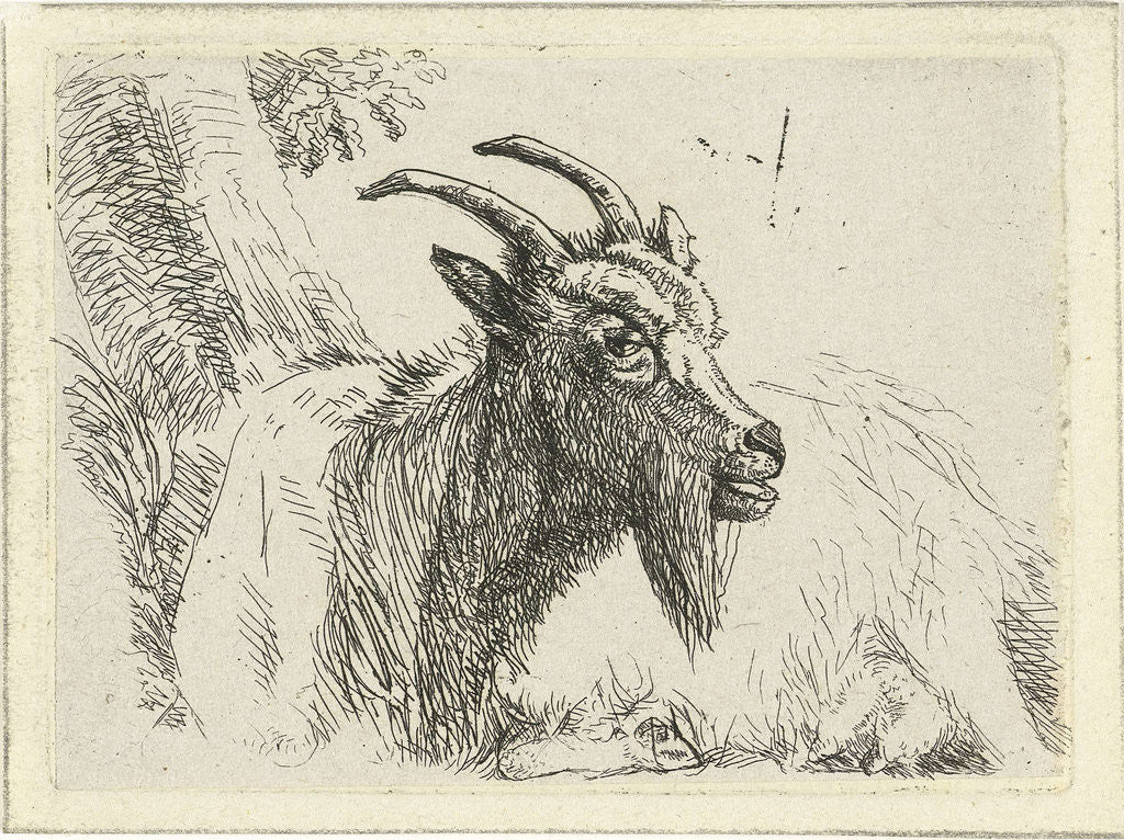 Detail of Lying goat by Jan Dasveldt