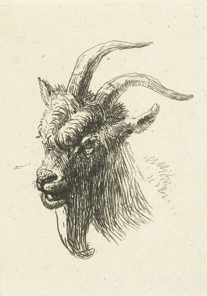 Detail of Head of a buck by Jan Dasveldt