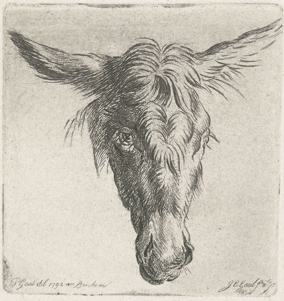Detail of Head of a donkey by Jacobus Cornelis Gaal