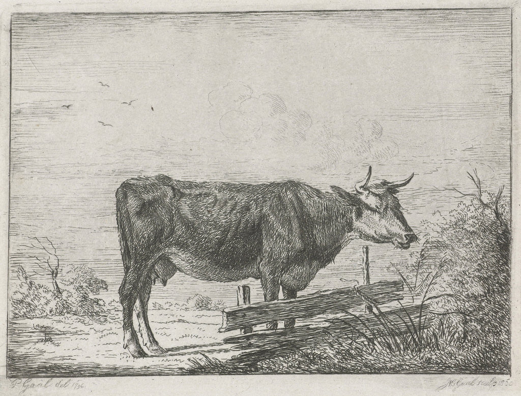 Detail of Cow standing by a fence by Pieter Gaal