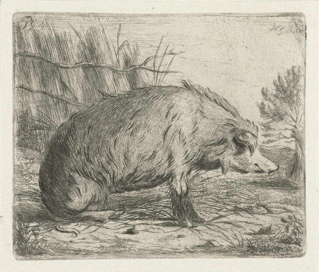 Detail of Sitting wild boar by Jacobus Cornelis Gaal