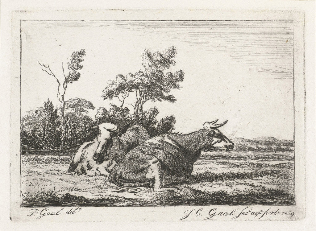 Detail of Two white cows lying in front of a group of trees by Jacobus Cornelis Gaal