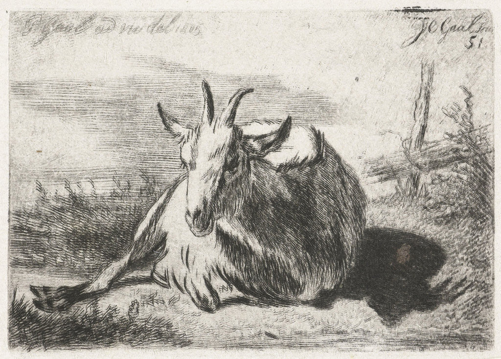 Detail of Lying goat, left by Jacobus Cornelis Gaal