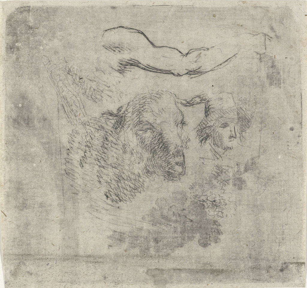 Detail of Study Sheet with sheep by Hermanus Fock
