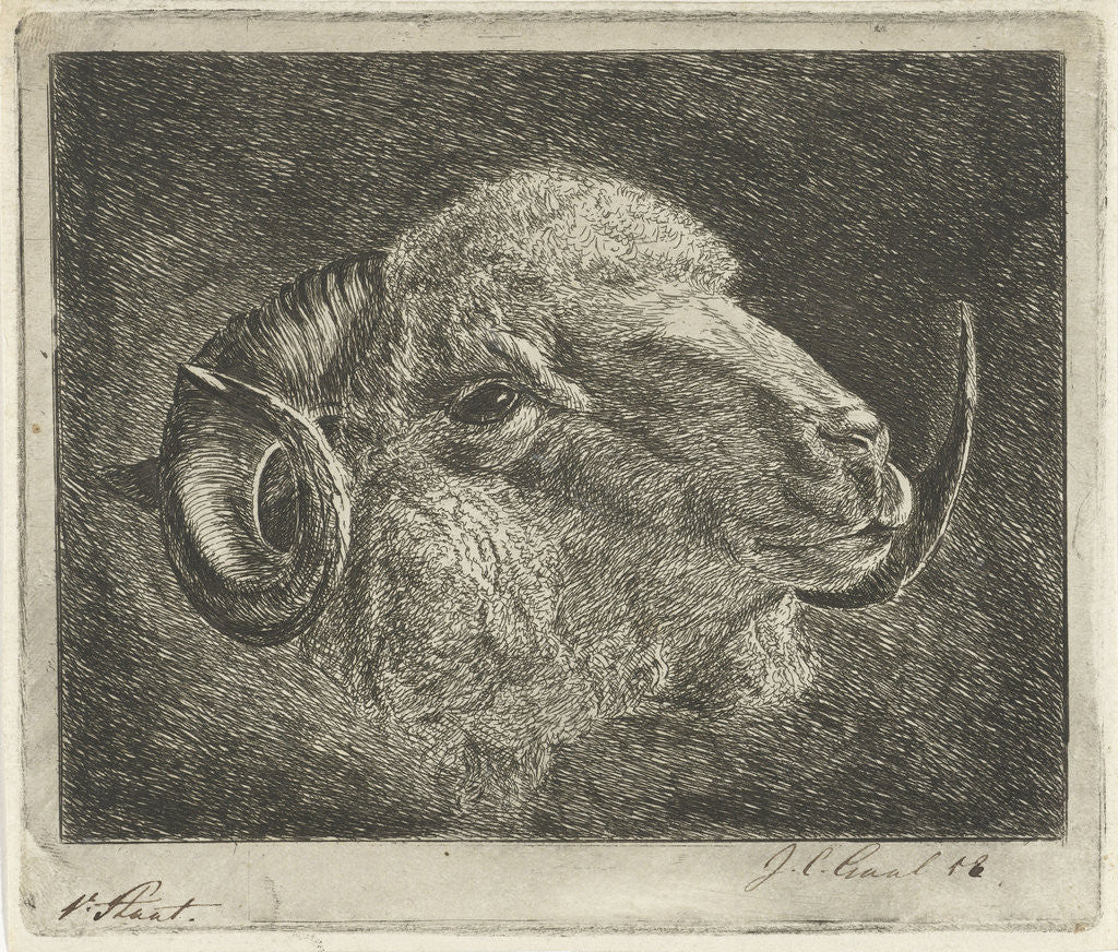 Detail of Head of a ram with twisted horns backward by Pieter Gaal