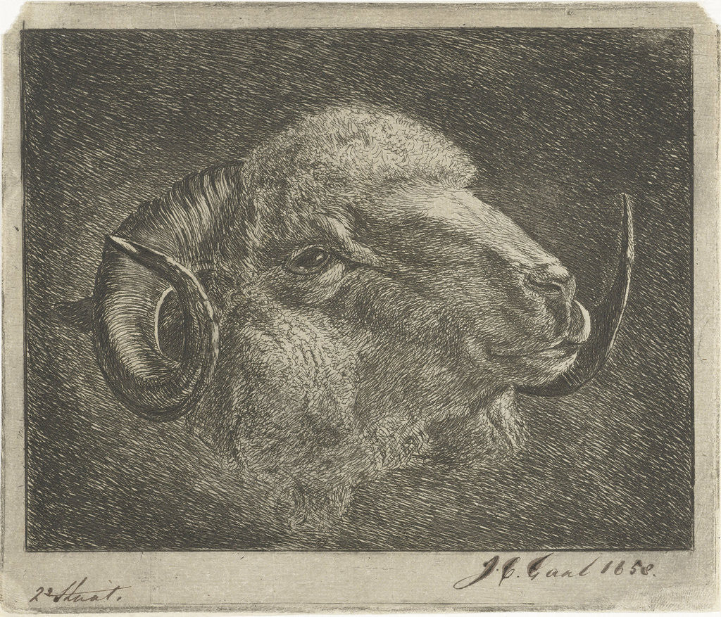 Detail of Head of a ram with twisted horns backward by Pieter Gaal