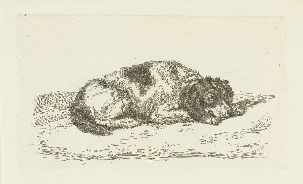 Detail of Sleeping dog with head resting on front paws by Jan Dasveldt