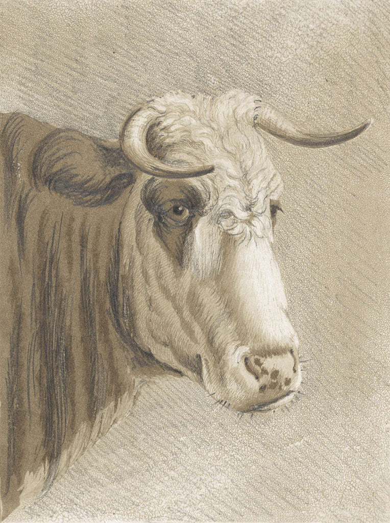 Detail of Cows head by Johann Heinrich Roos