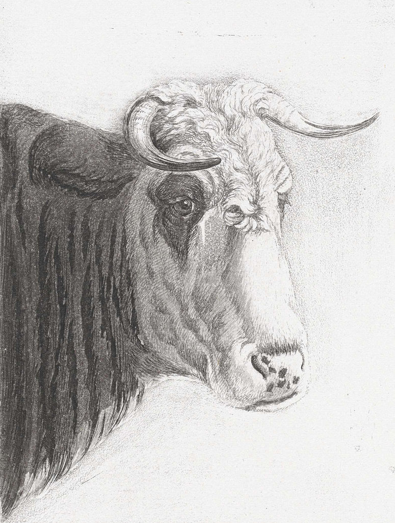 Detail of Cows head by Diederik Jan Singendonck