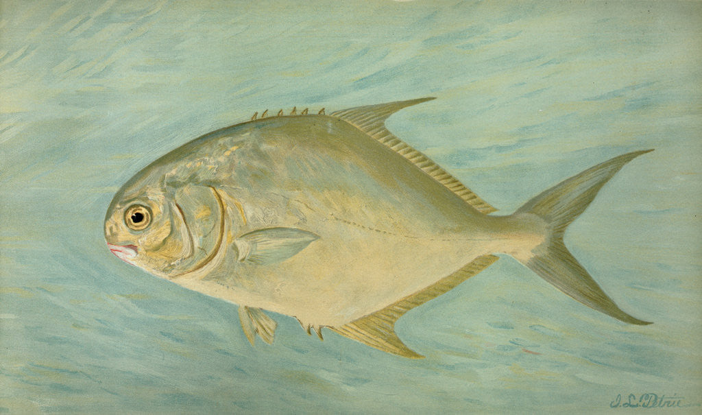 Detail of The Pompano, Trachinotus carolinis by J. L. Petrie