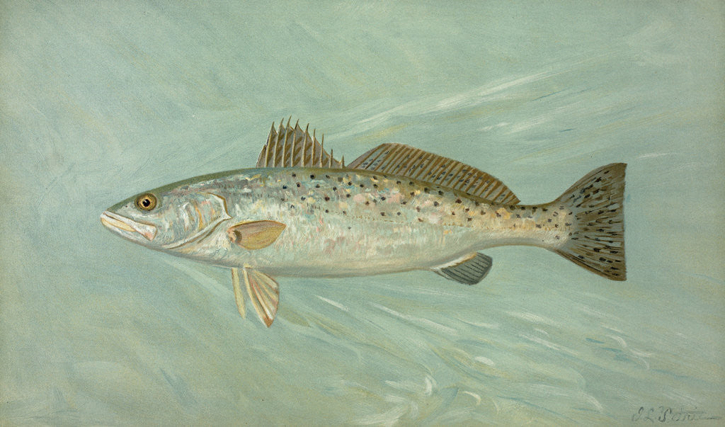 Detail of The Spotted Sea Trout, Cynoscion maculatum by J. L. Petrie