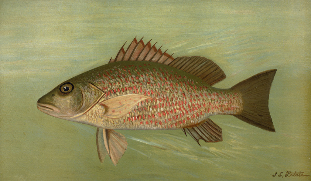 Detail of The Mangrove Snapper, Lutjanus griseus by J. L. Petrie