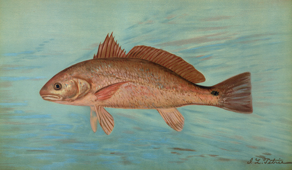 Detail of The Red Drum or Channel Bass, Scioena ocellata by J. L. Petrie