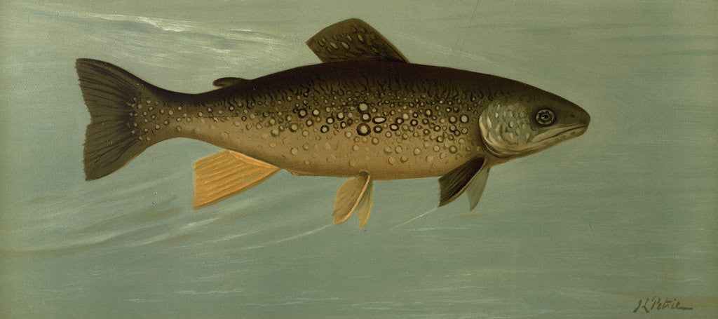 Detail of Hybrid Trout Cross of the Lake and Brook Trout by J. L. Petrie