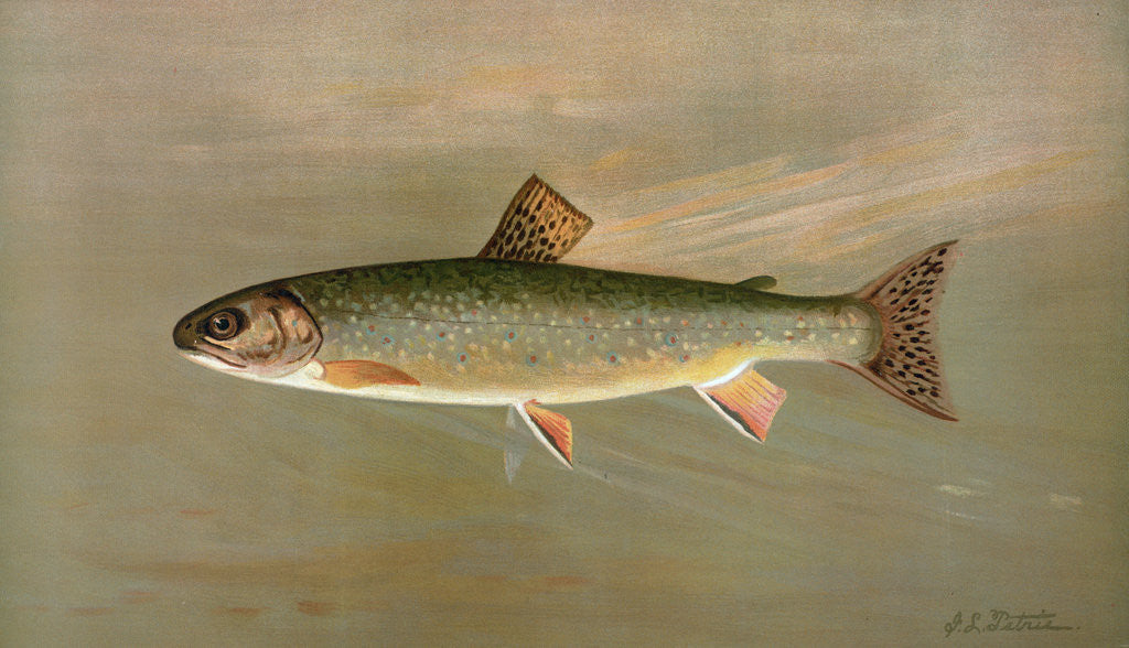 Detail of The American Brook Trout, Salvelinus fontinalis by J. L. Petrie