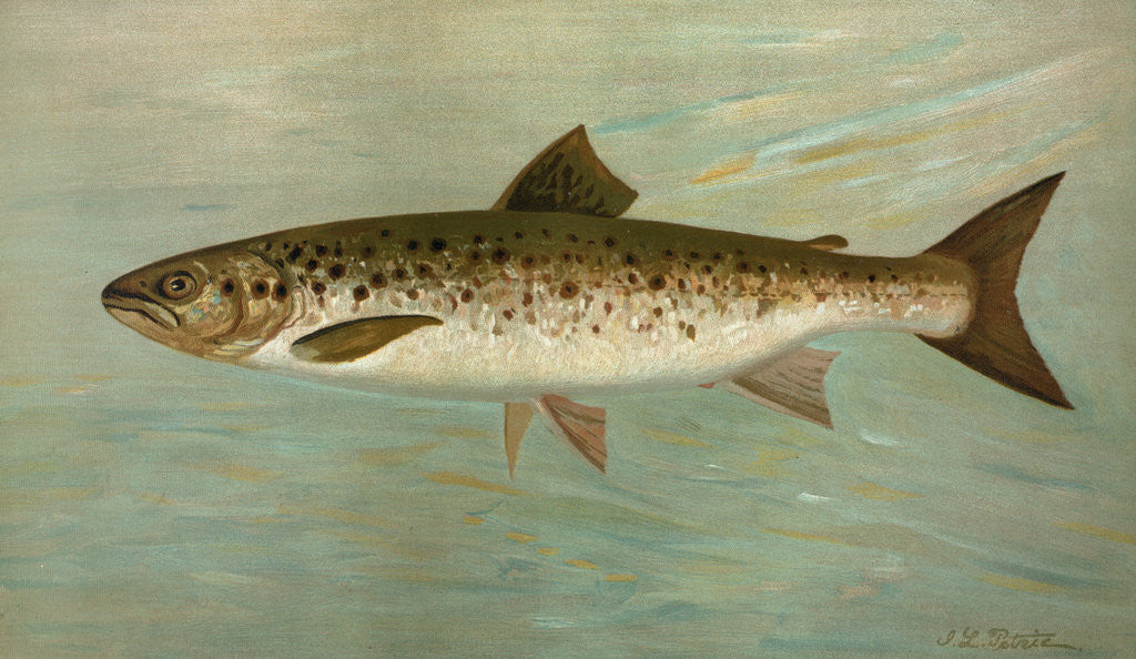 Detail of The Ouananiche or Winninish, Salmo salar ouananiche by J. L. Petrie