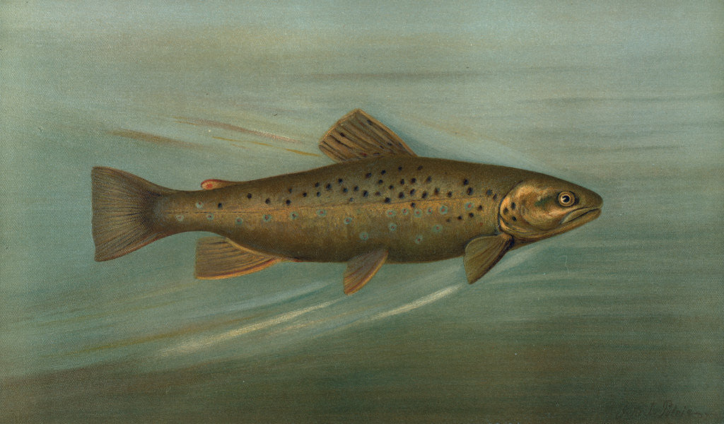 Detail of The Brown or German Trout, Salmo fario by J. L. Petrie