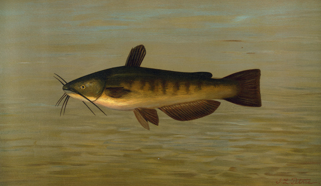 Detail of The Common Bullhead or Horned Pout, Amiurus nebulosus by J. L. Petrie