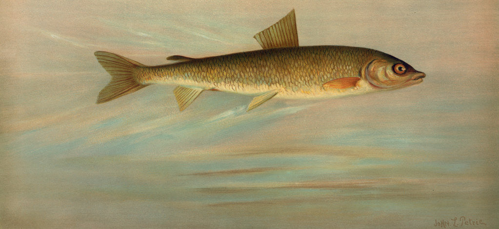 Detail of The Rocky Mountain Whitefish, Coregonus williamsoni by J. L. Petrie