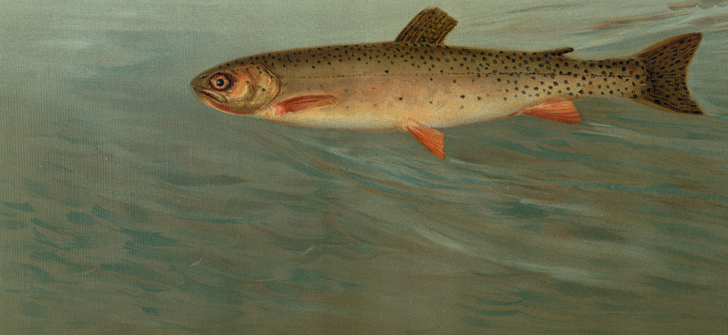 Detail of The Rocky Mountain Trout, Salmo mykiss by J. L. Petrie