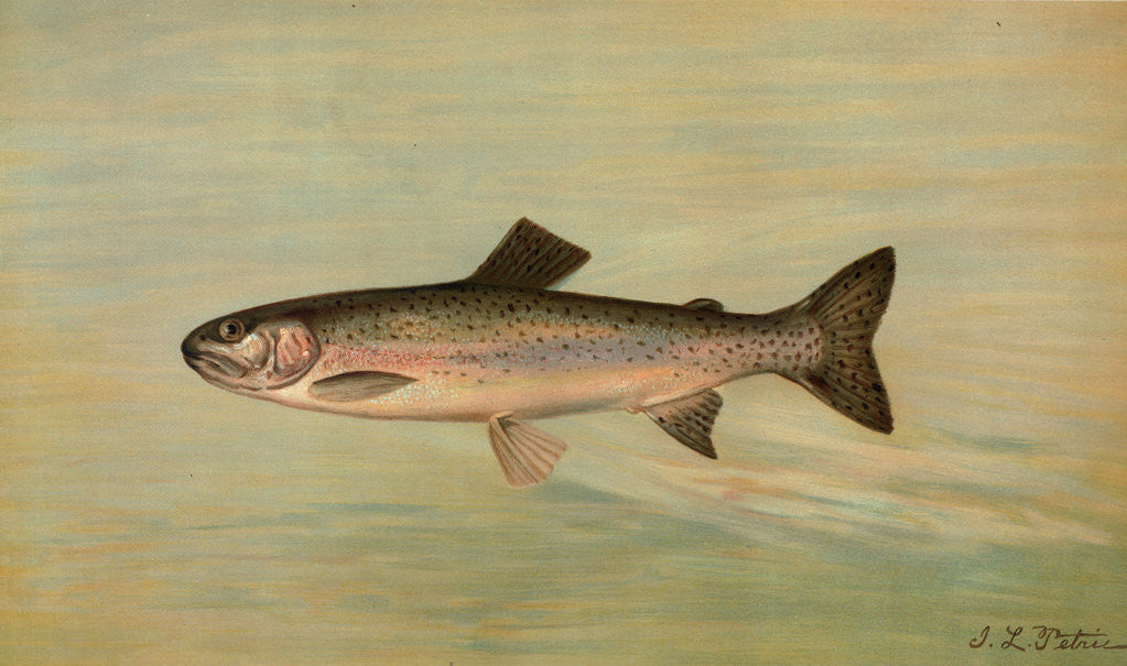 Detail of The Kern River Trout, Salmo irideus gilberti by J. L. Petrie