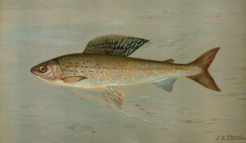 Detail of The Michigan Grayling, Thymallus ontariensis by J. L. Petrie