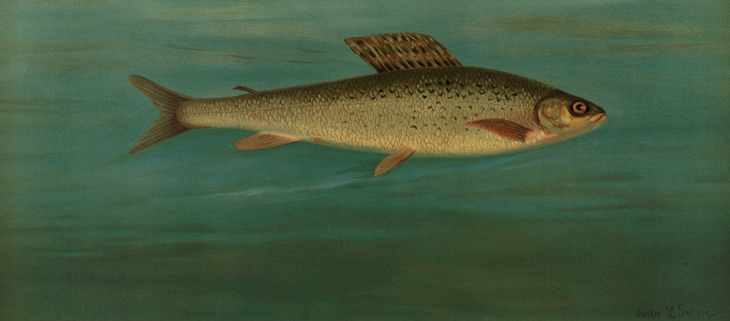 Detail of The Montana Grayling, Thymallus signifer montanus by J. L. Petrie